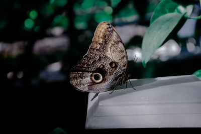 Close-up of butterfly on leaf