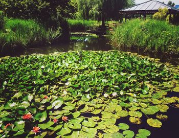 Water lily in pond