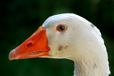 Close-up of swan