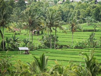 Scenic view of agricultural field