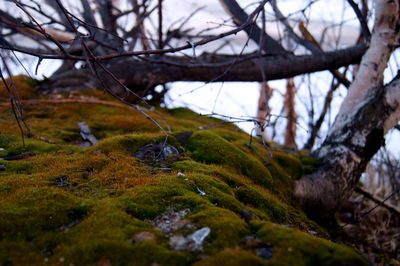 Bare trees in forest