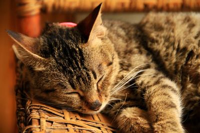 Close-up of cat sleeping