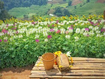 View of potted plants in basket