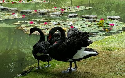 Swans swimming in lake