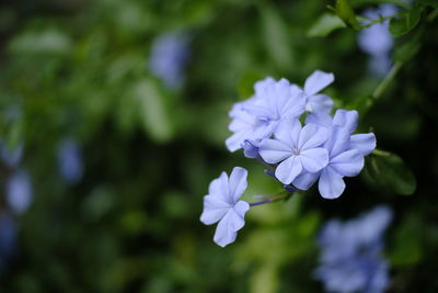 Close-up of purple flowering plant