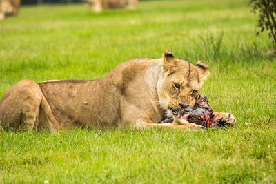 Lioness eating dead animal on grassy field