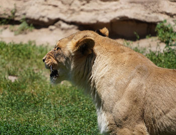 animal
