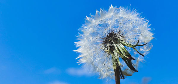 Close-up of flowering plant against blue sky