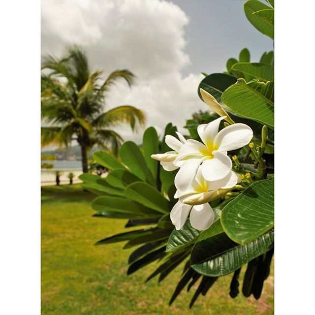 CLOSE-UP OF WHITE FLOWERS BLOOMING ON TREE