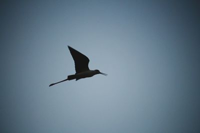 Low angle view of bird flying against clear sky