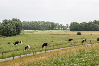 Flock of sheep in a field