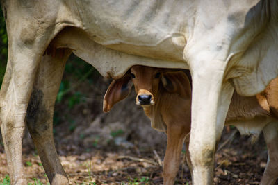 Portrait of calf standing by cow