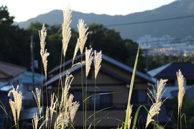 Close-up of stalks against the sky