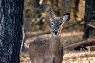 Portrait of deer