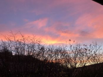 Silhouette plants against sky during sunset