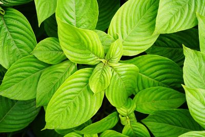 Close-up of green leaves