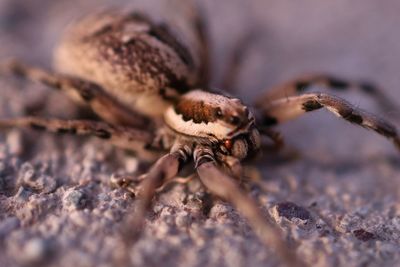 Close-up of spider on sand