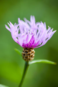 Close-up of flower against blurred background