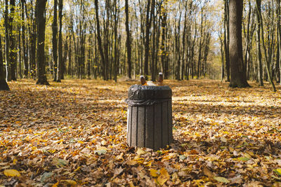 Garbage in the forest. love nature. earth day