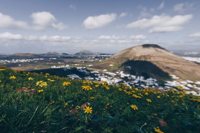 Yellow flowering plants on land against sky