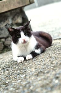 Close-up portrait of cat