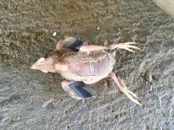 High angle view of crab on sand
