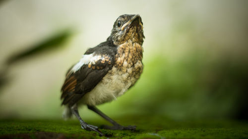 Close-up of bird perching on wall