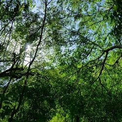 Low angle view of trees