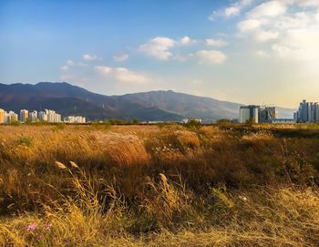 Scenic view of field against sky