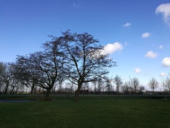 Trees against sky