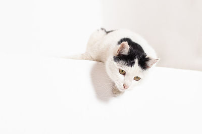 Funny pet cat showing a placard isolated on white background blank web banner template and copy 