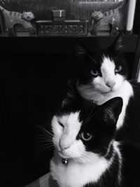 Close-up portrait of a cat at home