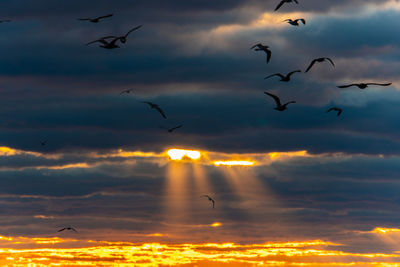 Low angle view of birds flying in sky