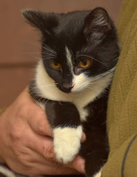 Cropped image of hand holding cat