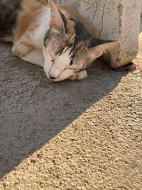 High angle view of cat sleeping