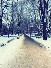 Trees on snow covered landscape