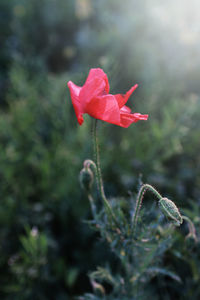 Close-up of pink flower blooming outdoors