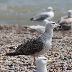 Seagull perching on rock