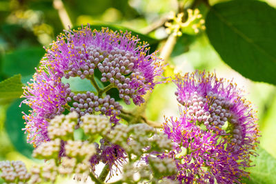 Close-up of purple flowering plant