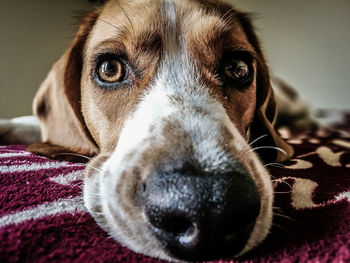 Close-up portrait of a dog