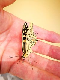 Close-up of butterfly on hand