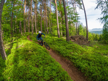 A young man riding a mountain bike on a singletrail in the forest  near klagenfurt, austria.
