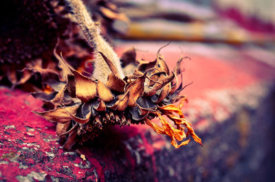 Close up of flowers