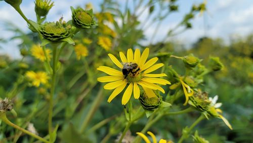 Close-up of bumblebee pollinating on yellow flower