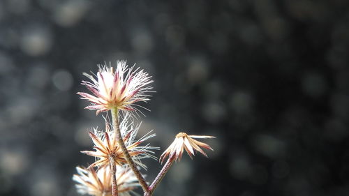 Close-up of flower against sky