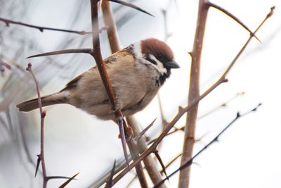 Low angle view of bird perching on branch