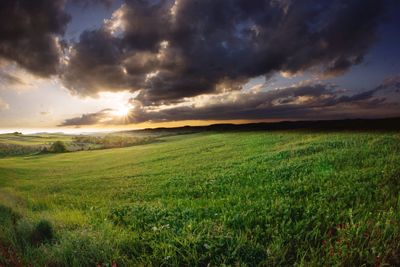 Scenic view of wheat field against storm clouds