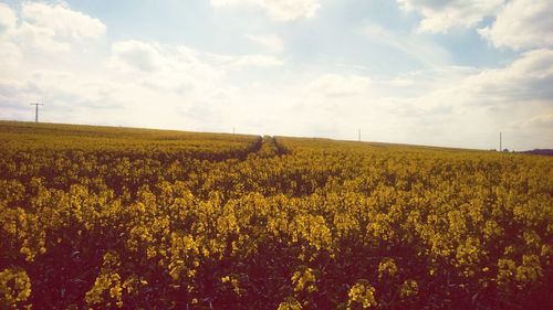 Scenic view of field against sky