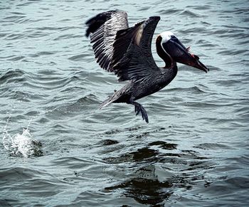Bird on lake
