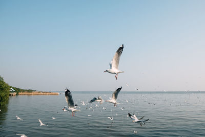 Seagulls flying over sea against clear sky